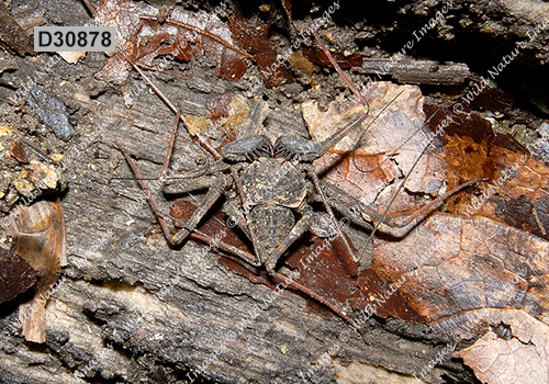 Phrynus pulchripes (Phrynidae, Amblypygi)